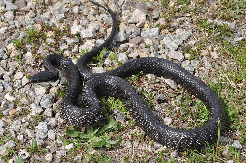 Eastern or Black Rat Snake - harmless, there are several of them around